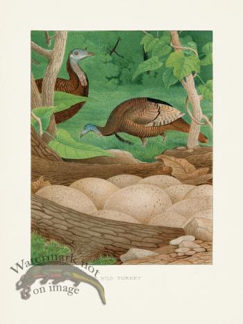 Thomas Gentry Bird 06